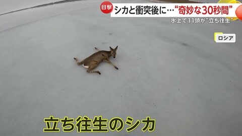 突然飛び出すシカとの“奇妙な30秒”　ロシアではポツンと“大の字”…氷上で立てなくなったシカ“続出”で救助活動