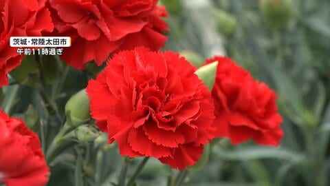 カーネーションに値上げの危機…中東情勢が「母の日」にも影響　原油価格高騰で輸送費アップ　「平和じゃないと花も売れない」