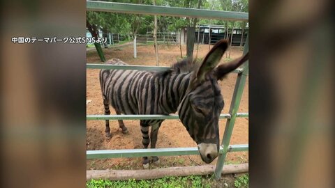 “新種のシマウマ”実は毛を染めたロバ？中国・山東省の遊園地の動画が「有害では？」と論争に　激化する集客競争が背景か