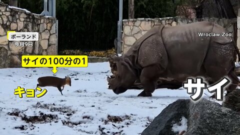 【映像】「サイvs.キョン」動物園で目撃された“熾烈”な縄張り争いの一部始終…まさかの結末に　ポーランド