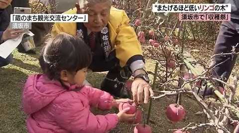 高さわずか50センチ 小さいけど甘くて豊作 またげるほど低いリンゴの木 長野発