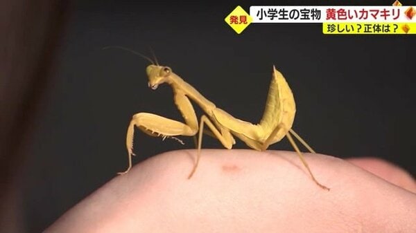 超貴重！ 幸せの黄色い“カマキリ” 昆虫大好き小学生が発見 一体なぜ？ 色が違う理由を専門家に聞いた｜FNNプライムオンライン