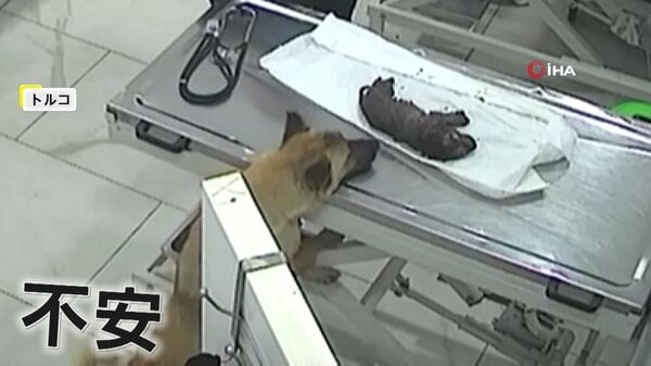 【慈愛】瀕死の子犬くわえて病院へ助け求める母犬…凍死寸前だった子犬は獣医師の治療で一命取り留める 病院に連れてこられたワケとは トルコ|FNNプライムオンライン