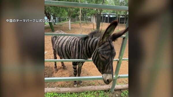 新種のシマウマ”実は毛を染めたロバ？中国・山東省の遊園地の動画が