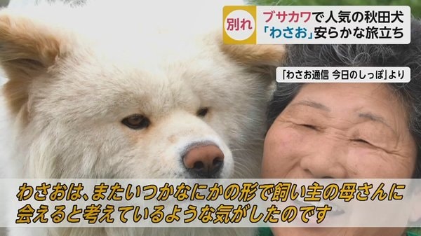 ブサカワで人気の秋田犬 わさお 天国へ 眠りに落ちるかのように安らかに