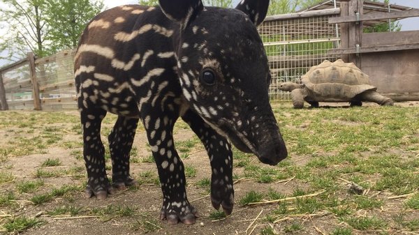誕生から約1ヶ月 マレーバクの赤ちゃんの まだら模様 が見られるのは今だけ まもなく白黒のツートンカラーに 貴重な姿をお見逃しなく