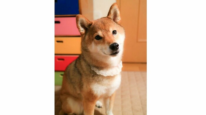 胡麻毛の柴犬の女の子・日向ちゃん