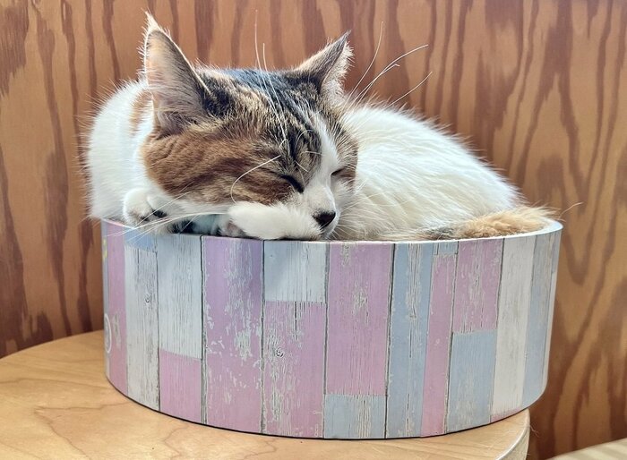 最初は丸くなって寝ていたのだそう(別日に撮影 子猫用ベッド型爪とぎで寝る様子)