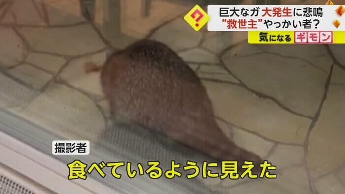 (視聴者撮影)