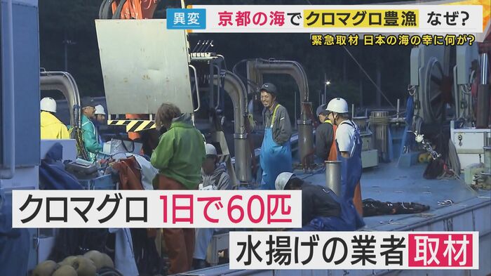 一日で60匹を水揚げした京都の業者
