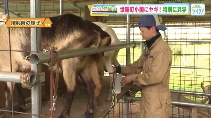 ヤギの乳を手搾りする息子の重丸雅紀さん