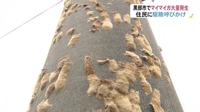 マイマイガの卵が張り付いた電柱