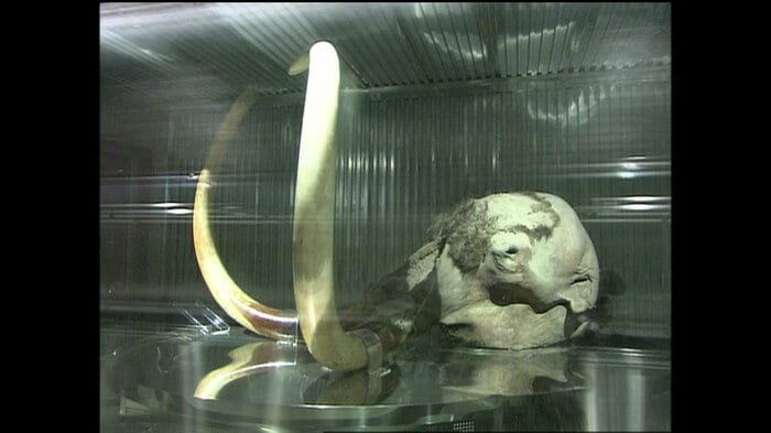 冷凍マンモスの頭部