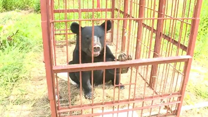 箱わなにかかったクマ