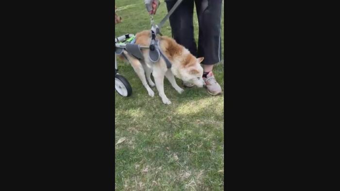 飼い主に「老犬ホーム」での様子を動画で送っている