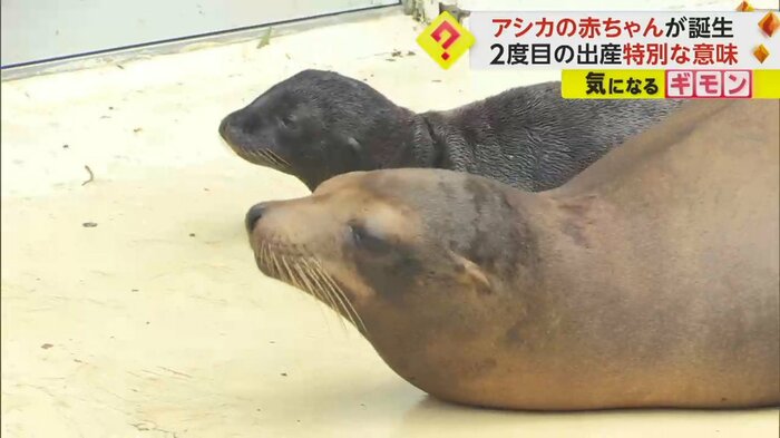 アシカの赤ちゃんと母親