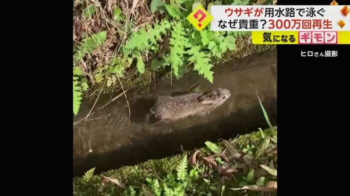 用水路から流れてくる野ウサギ