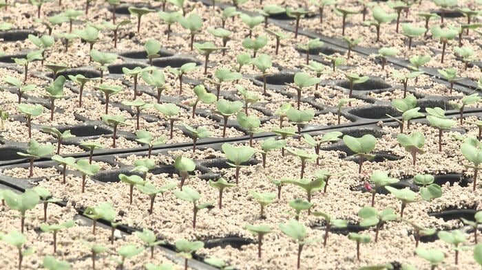 夏の出荷に向け栽培を始める