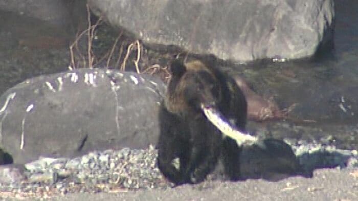 カラフトマスが不漁