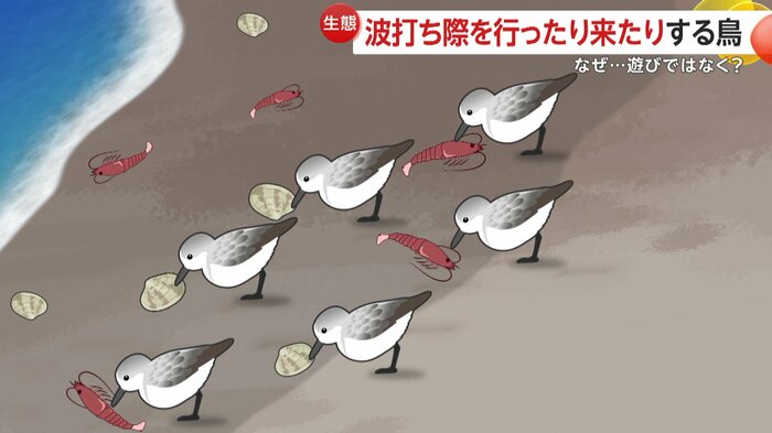 ミユビシギが食事をするイメージ