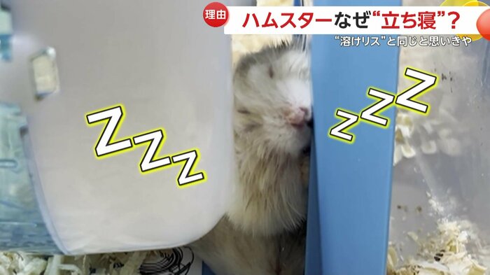隙間で器用に立ち寝するハムスター(提供:草津熱帯圏)
