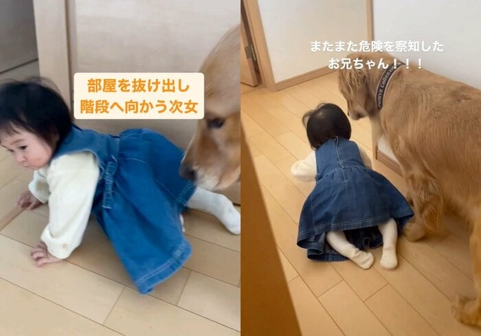 階段へ向かう次女ちゃんに付いていくラジャーくん(提供:@_golden_rajahさん)