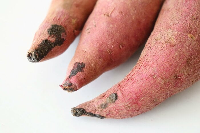 黒い液状のこびり付きの正体はヤラピン