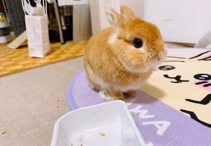 ご褒美のごはんをもらった時のむぎくん