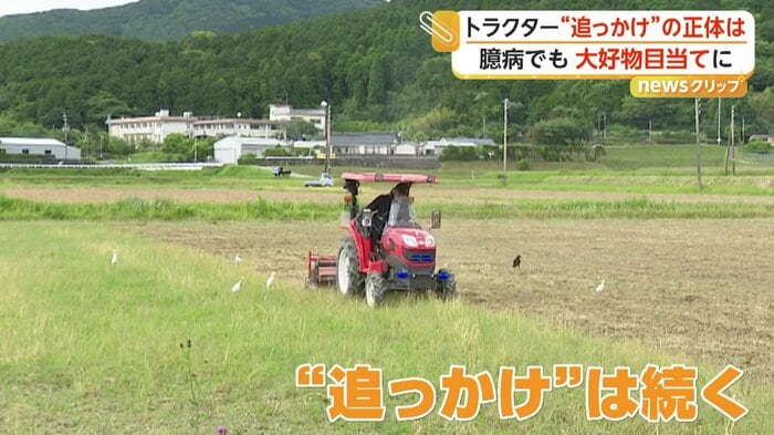 トラクターの“追っかけ”を続けるシラサギの集団