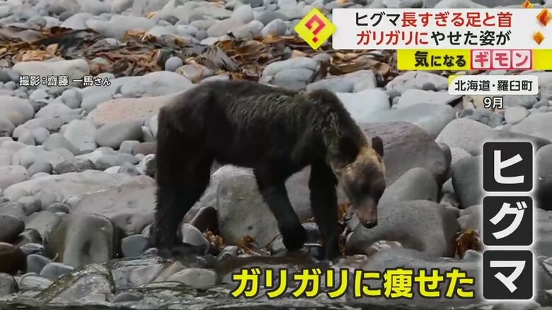 「あんなに痩せたのは初めて…」知床でガリガリのヒグマ目撃…餌不足で　石狩市ではOSO18並みの巨大クマの姿も　北海道｜FNNプライムオンライン