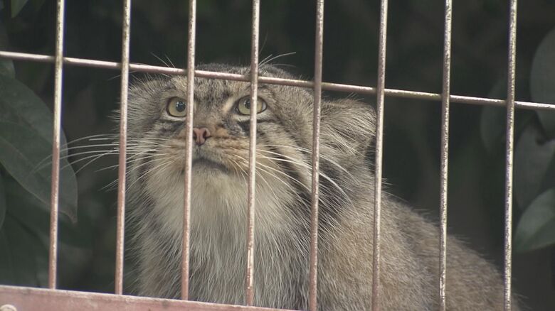 “三英傑”にちなんだ名前に…名古屋・東山動植物園のマヌルネコの赤ちゃん3匹「ノブ・ヒデ・ヤス」に決定｜FNNプライムオンライン
