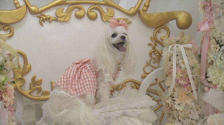 フォトスタジオや似顔絵も…『Pet博なごや』犬用の靴やおもちゃなど87のブース並ぶ ポートメッセなごやで21日まで｜FNNプライムオンライン