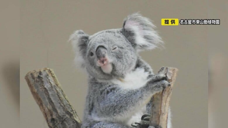 動物園スタッフが撮影した「決定的瞬間」ウインクするコアラや直立不動で寝るゴマフアザラシの画像がバズる｜FNNプライムオンライン