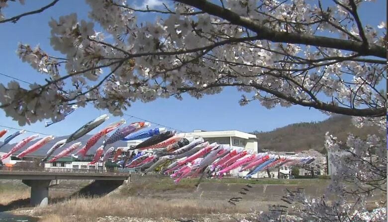 「天気も良いし風も出てるからすごい」　青空のもと満開の桜と川を渡る100匹の鯉のぼりが競演　住民が3時間かけ設置｜FNNプライムオンライン