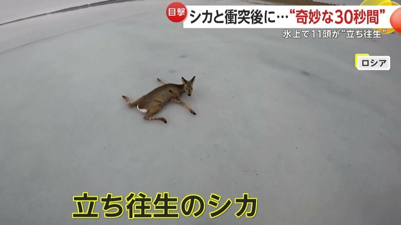 突然飛び出したシカとの“奇妙な30秒” ロシアではポツンと“大の字”…氷上で立てなくなったシカ“続出”で救助活動|FNNプライムオンライン
