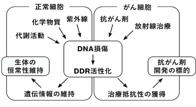 DNA損傷応答の段階的制御機構を解明 ― シグナルの活性化から不活性化までをつなぐ構造転換を発見 ―