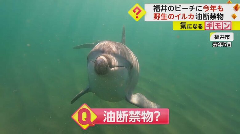 「イルカに近づかないように」今年も野生イルカがビーチに…　男性が右腕かまれケガ　去年も複数被害　福井・美浜町｜FNNプライムオンライン