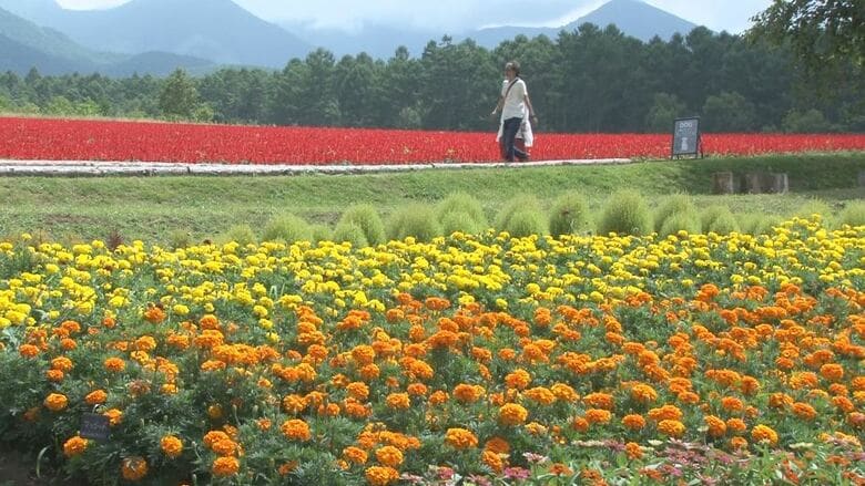 八ヶ岳の麓の広大な花畑が見ごろ　農業大学校が始めた注目の「ガーデンプロジェクト」　10ヘクタールに約20種100万株が咲き誇る｜FNNプライムオンライン