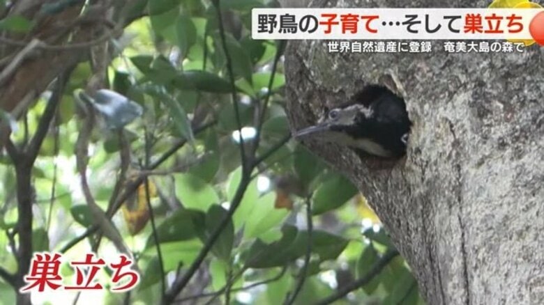 鹿児島・奄美大島で希少な野鳥のひなが巣立つ瞬間の撮影に成功！　子育てに奮闘する親鳥の姿も｜FNNプライムオンライン