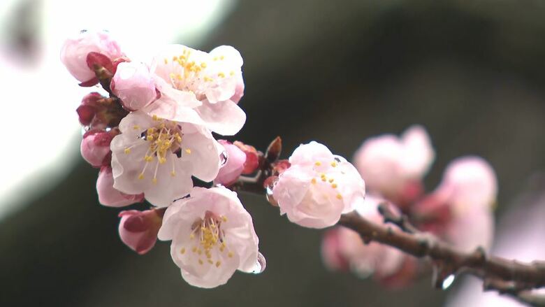 長野・千曲市で「アンズ」の開花宣言　平年より8日早く　「まつり」も始まる｜FNNプライムオンライン