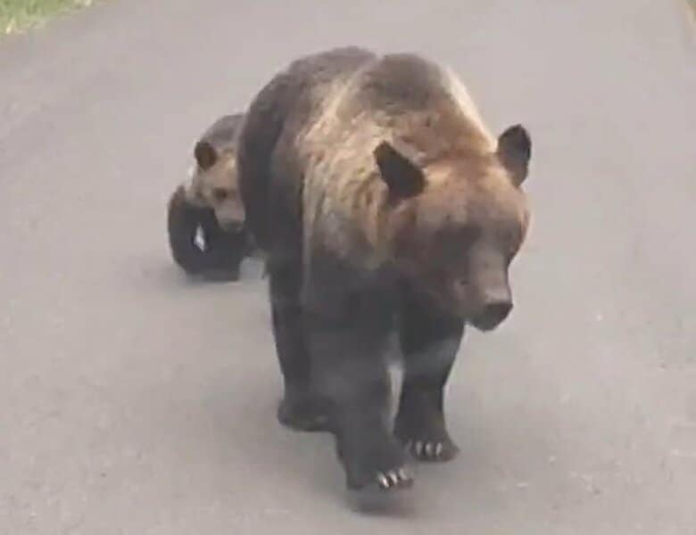 【北海道ヒグマ事件】知床の羅臼岳で登山者がクマに襲われ死亡―DNA鑑定の結果、男性を襲ったのは遺体の近くで駆除された”母熊”と断定｜FNNプライムオンライン