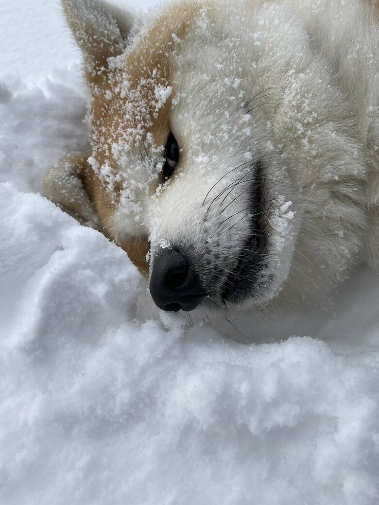 雪の中からチラ見