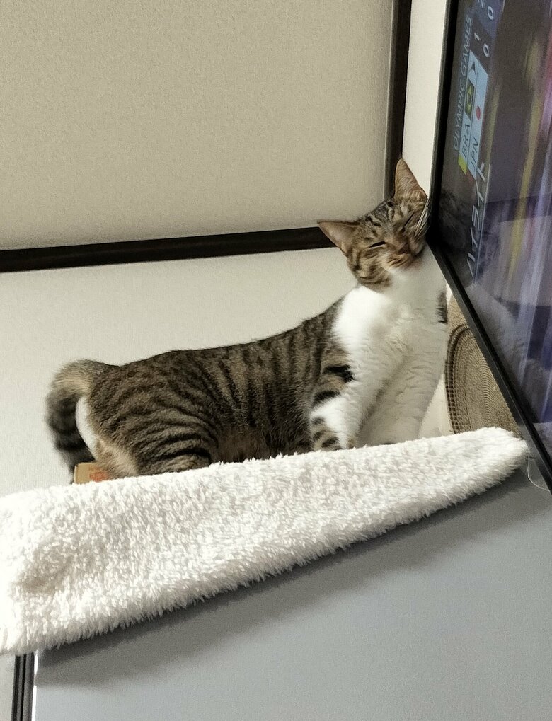 テレビの角にスリスリ（提供：猫のテトさん）