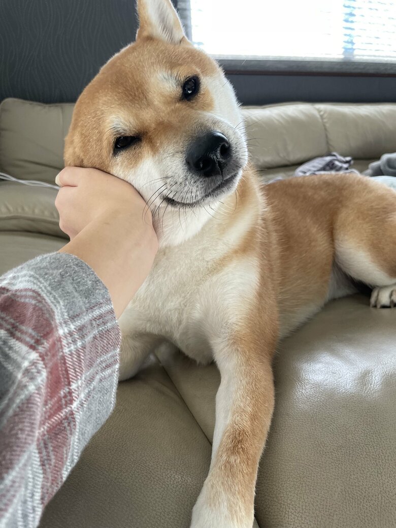 提供：柴犬 雷吾さん