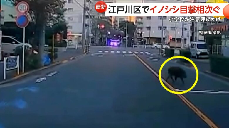 ドライブレコーダーが捉えた、道路を歩く“イノシシ”（東京・江戸川区）