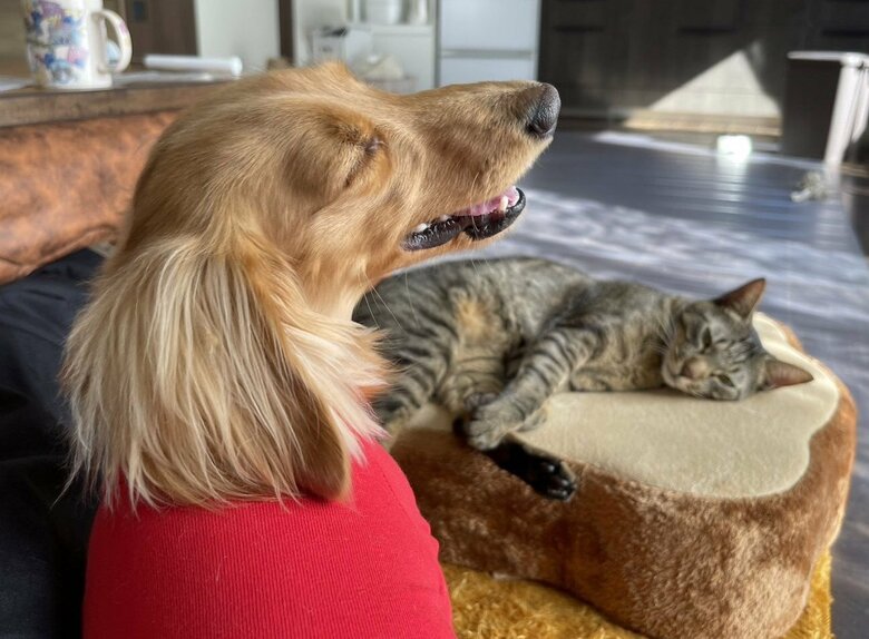 幸せそうな日常の一枚