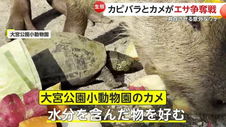 水分があるものを好むカメ