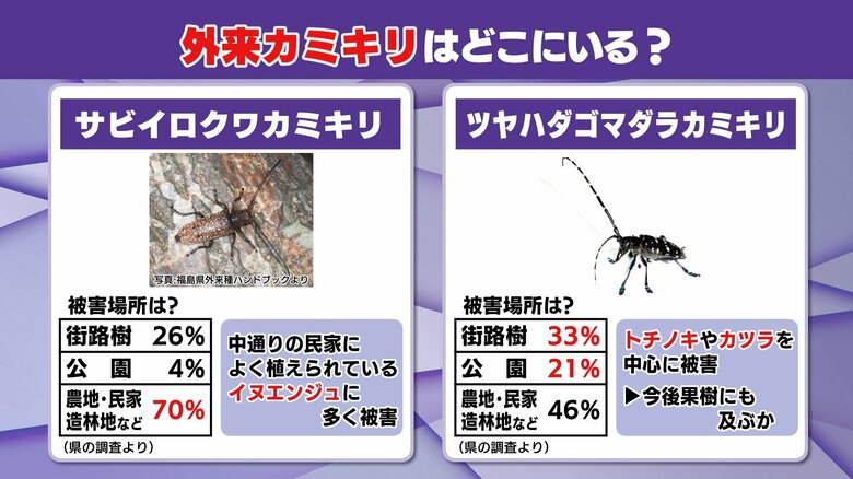 外来カミキリは街路樹や庭木にも