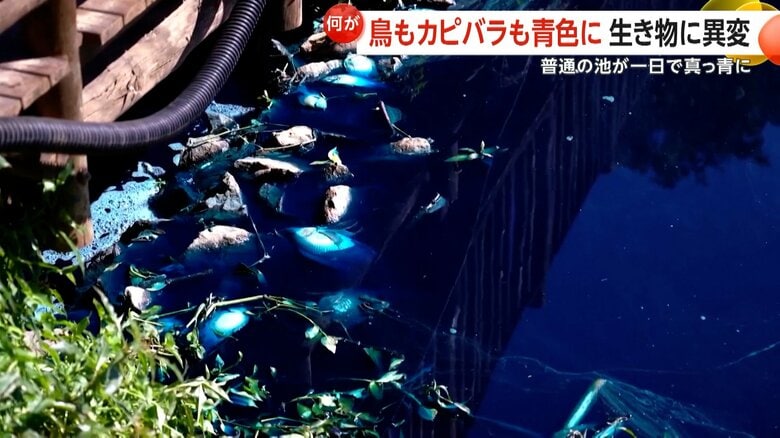 池に薬品が流れ込んだ影響で青く変色し、大量に死んだ魚