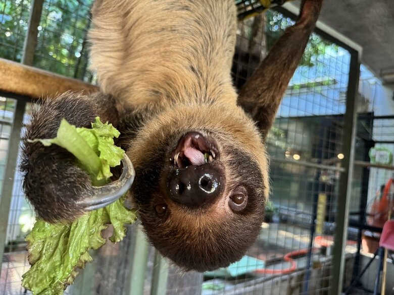 エサもぶら下がった状態でモグモグ（提供：神戸市立王子動物園）